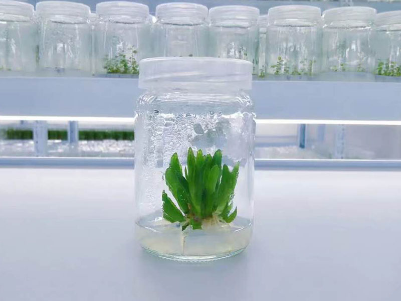 叼嘿下载视频瓶