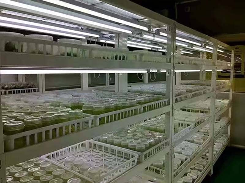 培养架、叼嘿下载视频架、光照培养架