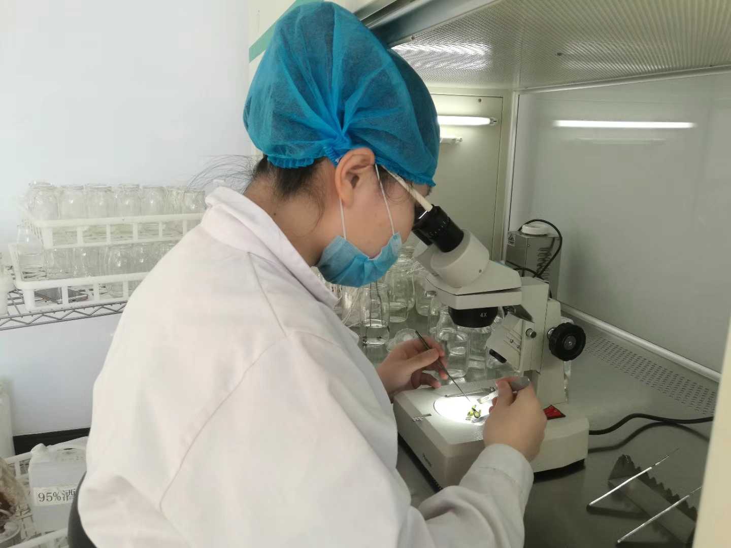 叼嘿下载视频苗，叼嘿下载视频，组织培养